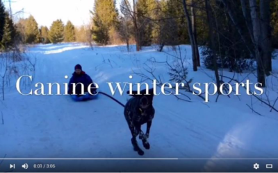 Canine winter sports