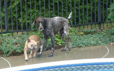 Jeux d’eau pour chiens