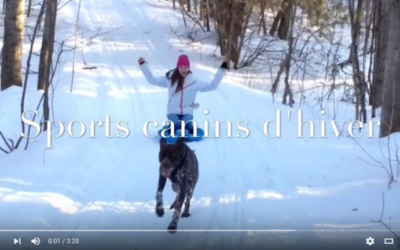 Sports canins d’hiver