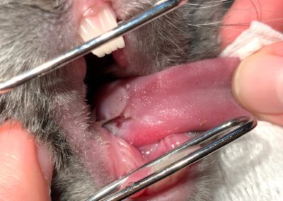 Plaie langue de lapin causée par une dent
