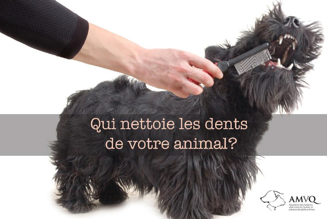 Qui nettoie les dents de votre animal? (In french only)