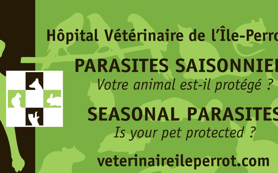 Parasites saisonniers : protégez votre chat!